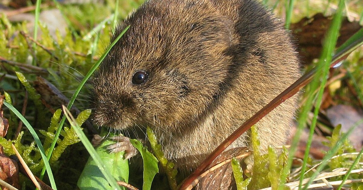 V Česku výrazně roste počet hrabošů. Je jich třikrát více než minulý měsíc