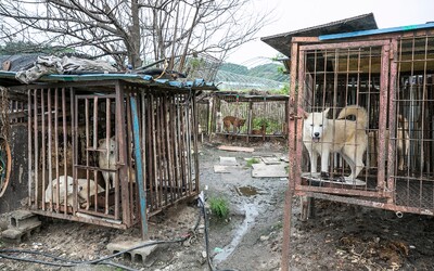 Kórejský bitúnok zabíjal psy elektrinou, aby ich zákazníci mohli jesť. Úrady z neho teraz zachránili 85 zvierat