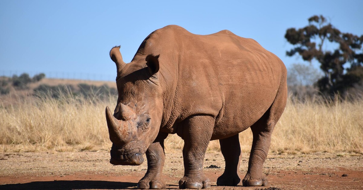 Česká zoo poslala do Afriky přes sto ohrožených druhů nosorožců, antilop a dalších zvířat