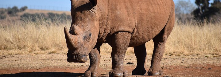 Česká zoo poslala do Afriky přes sto ohrožených druhů nosorožců, antilop a dalších zvířat