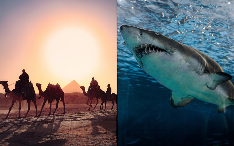 Žraloky v Hurgade zabíjali Európanov. Slováci dovolenky do Egypta nerušia.