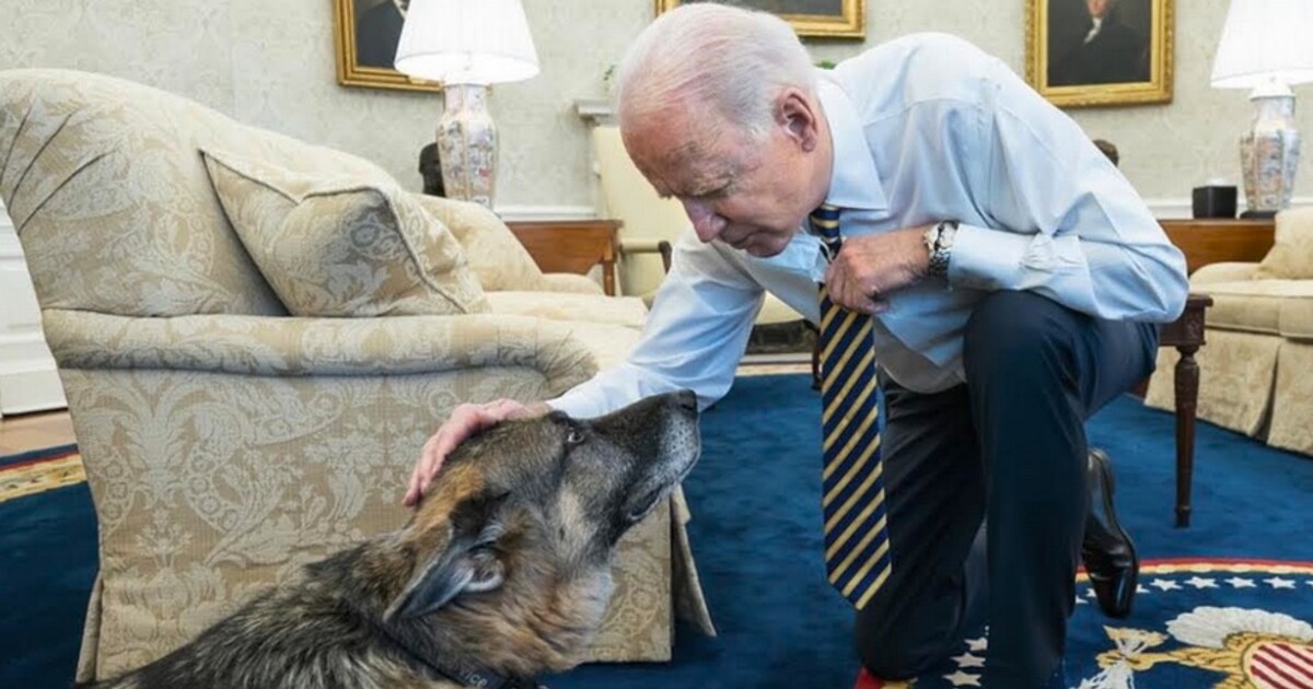 Štěkistika Bílého domu: Kolik lidí už pokousal pes prezidenta Bidena?