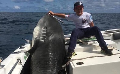 Osmiletý rybář ulovil 314kilového žraloka. Lidé kritizují chlapce i jeho rodiče Osmiletý rybář ulovil 314kilového žraloka. Lidé kritizují chlapce i jeho rodiče