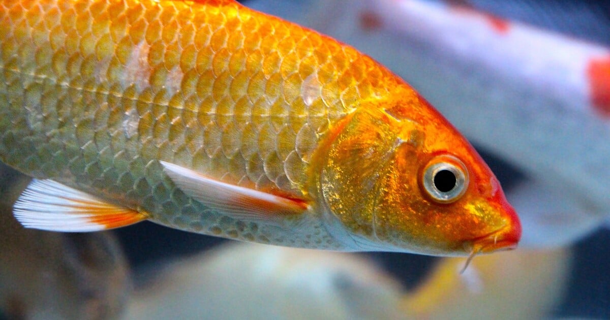 Bizarní lék na škytavku: Proč tenhle trik s rybou funguje?
