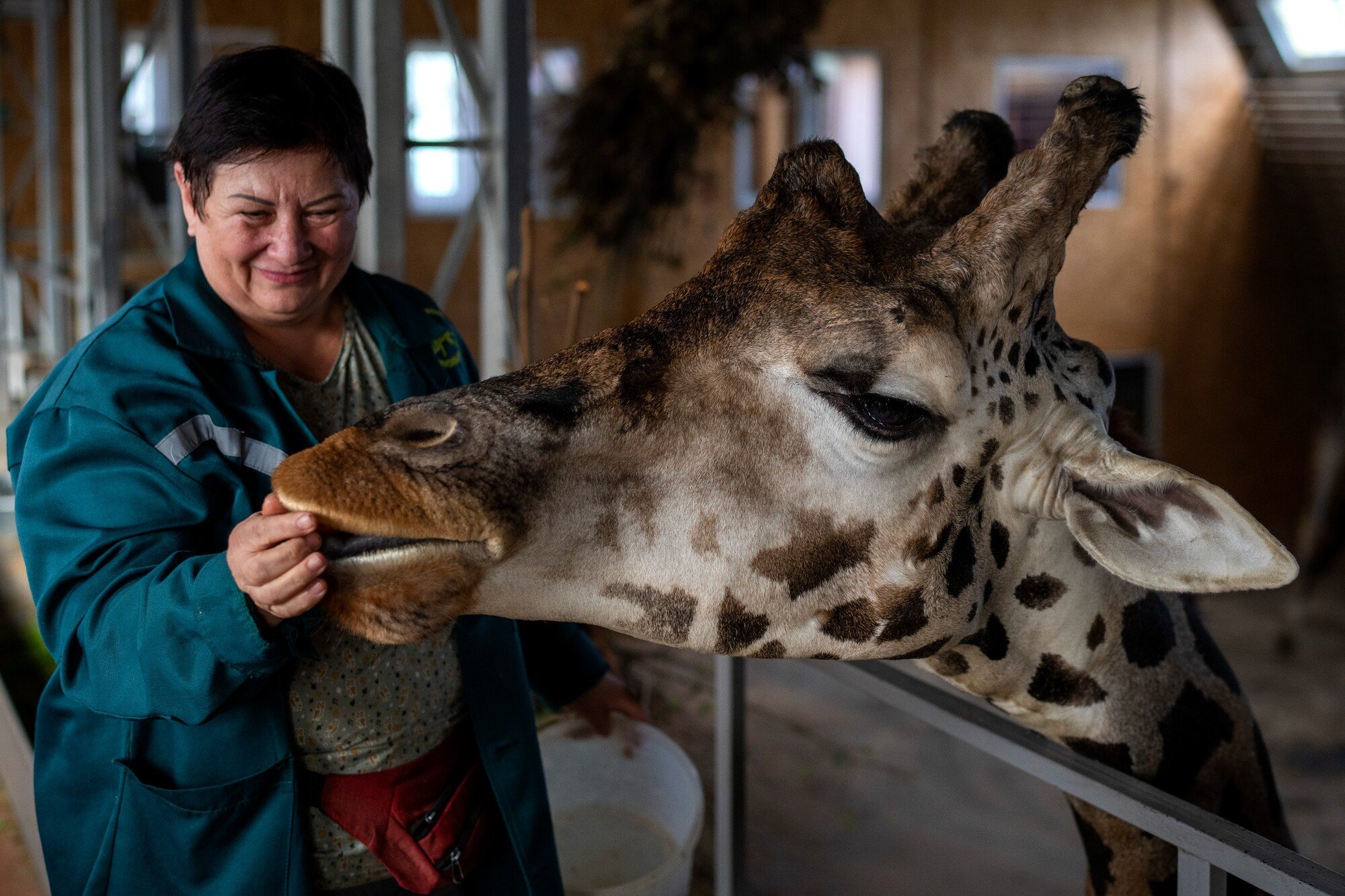 Opatrovateľka Svitlana Šmaldiová kŕmi žirafu v zoologickej záhrade v meste Mykolajiv na juhu Ukrajiny. „Každý deň chodím pracovať do zoologickej záhrady napriek sirénam a výbuchom. Je to desivé, ale kto sa postará o zvieratá?“ hovorí. (26. október 2022)