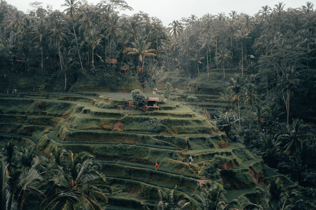 Bali je ostrov známy svojimi obrovskými zelenými ryžovými poliami.