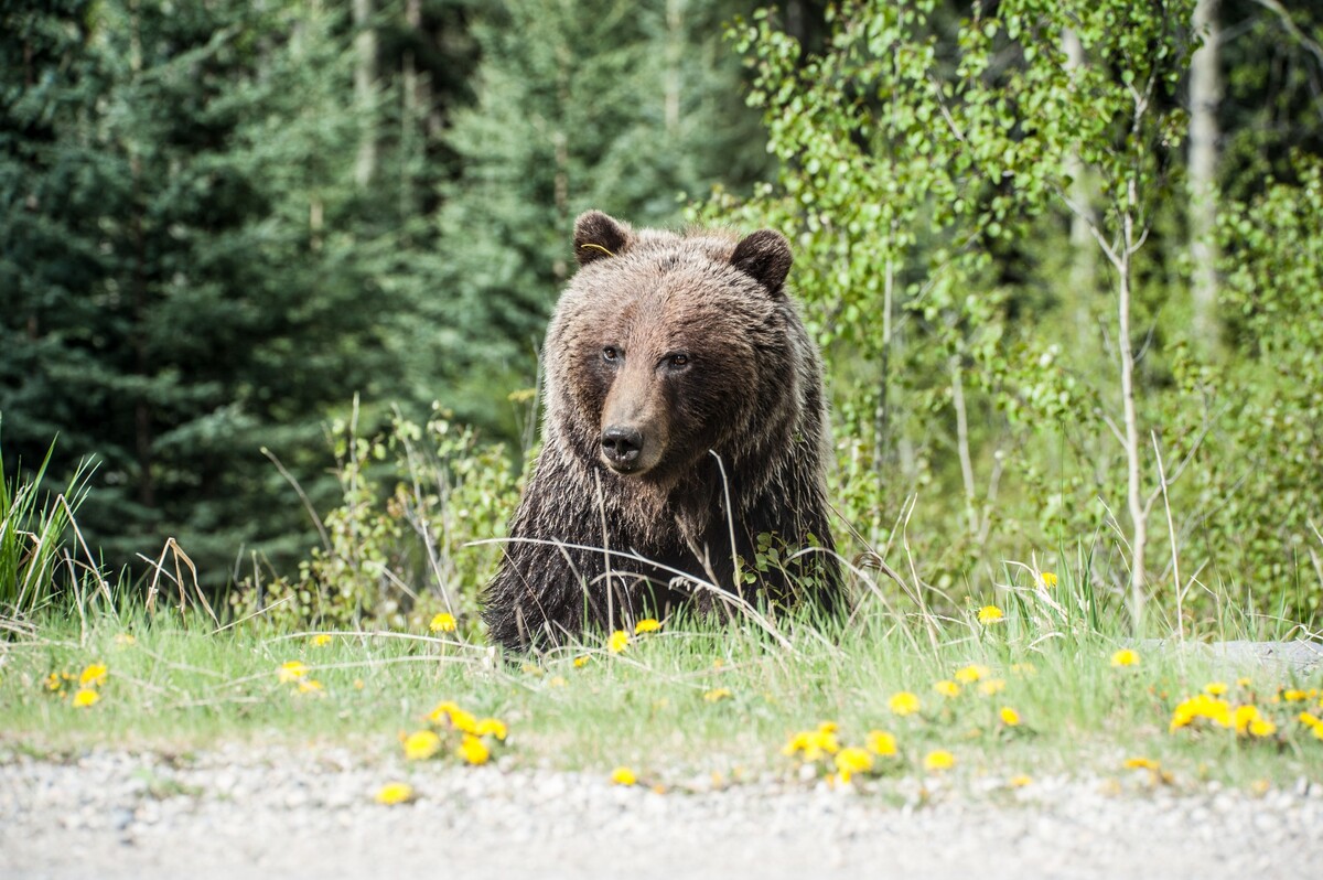 Lesníci tvrdia, že ak nedôjde k urýchleným zmenám v spôsobe manažmentu medveďa hnedého na Slovensku, problémy sa budú stupňovať.