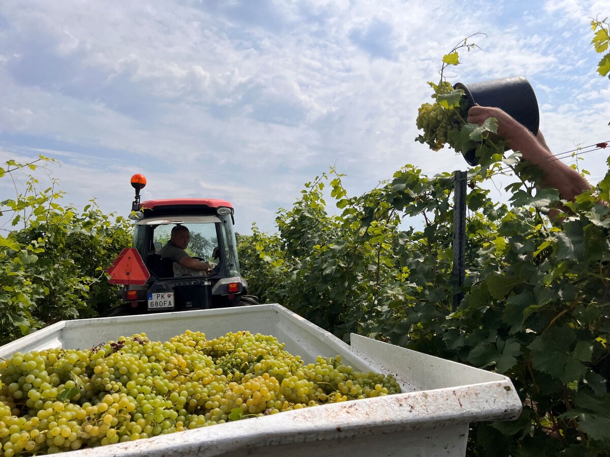 Shebo Winery, burčiak, víno, zber hrozna