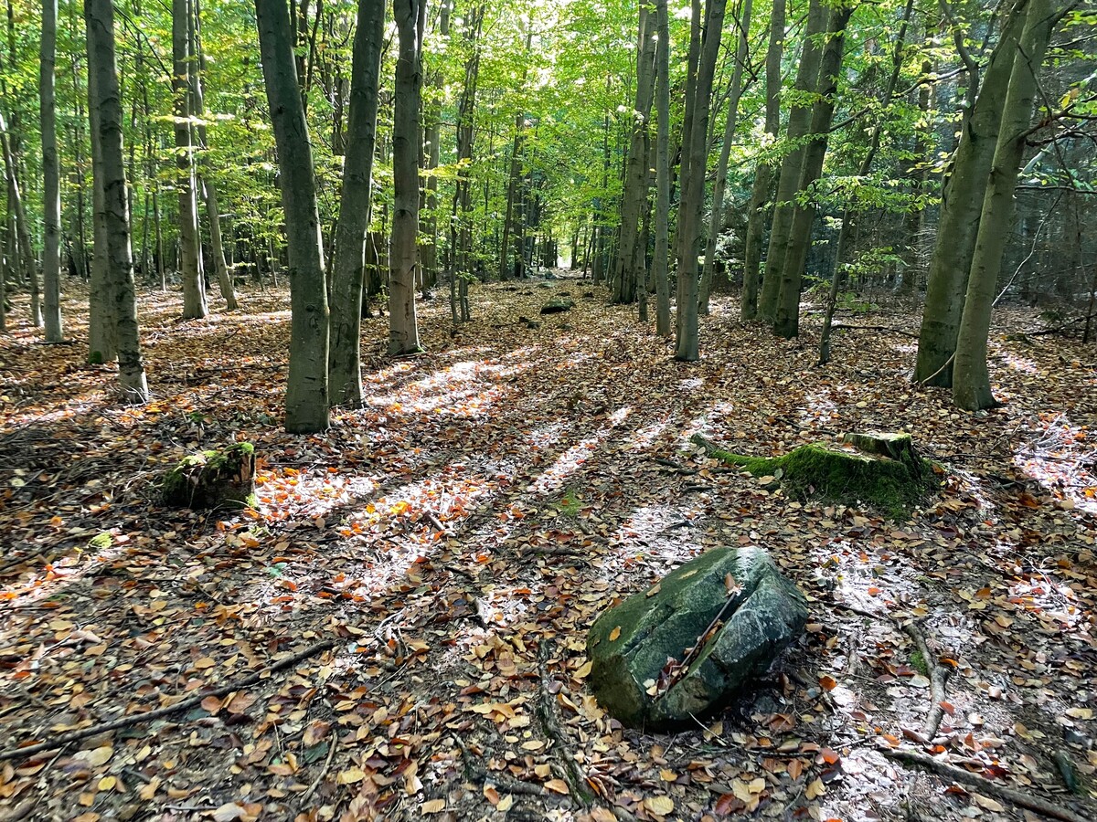 Kamenné řady u Kounova.