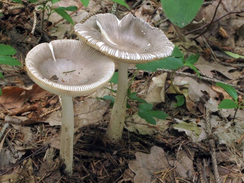 Když v lese narazíš na tuto houbu, víš, s kým máš tu čest?