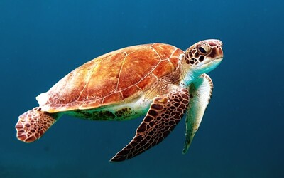Za posledních třicet let došlo k nelegálnímu zabití více než milionu mořských želv.