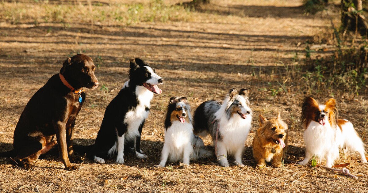 KVÍZ: Poznáš plemeno psa podle štěněte? Vyzkoušej si, jak velký jsi pejskař*pejskařka