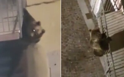 Video: Medveď vyliezol na balkón a rozbil okno do bytu. V prázdnom talianskom meste nabral odvahu.