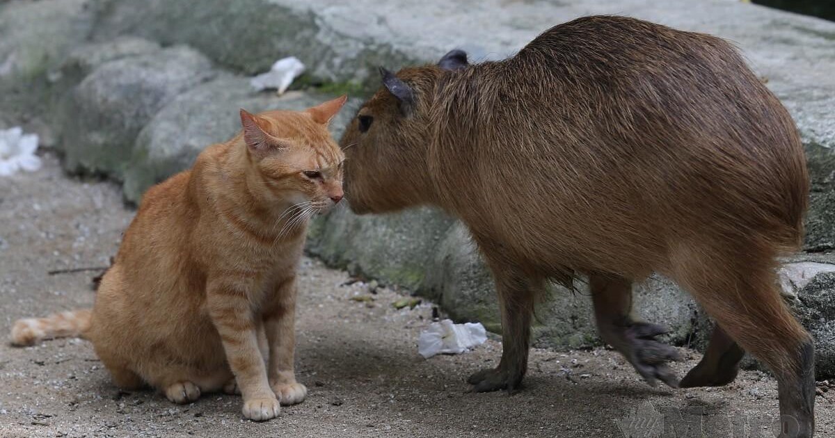 VIDEO: Jak kapybary adoptovaly kočku. Dneska už nic roztomilejšího neuvidíš
