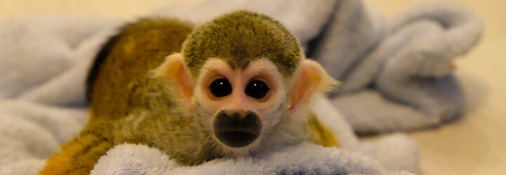 „Šimpanz či orangutan by vás vedeli aj zabiť.“ Nazreli sme do sveta chovu opíc na Slovensku, čoskoro bude nelegálny