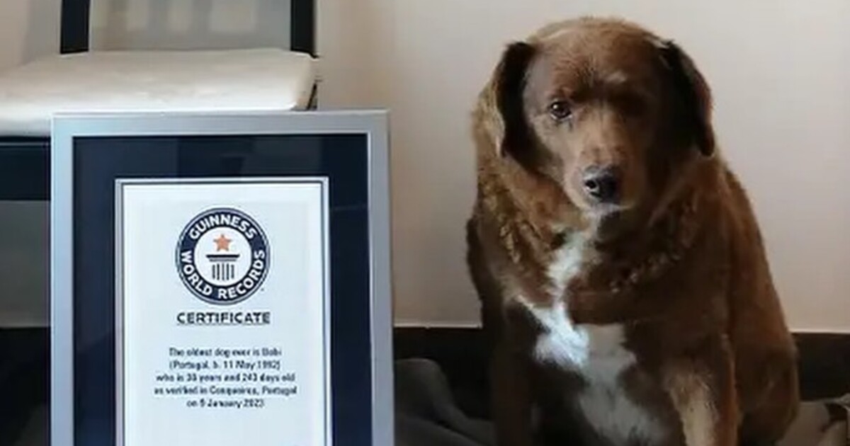 Nejstarší pejsek na světě oslavil narozeniny, majitel mu připravil obrovskou oslavu. Dožil se rekordního věku