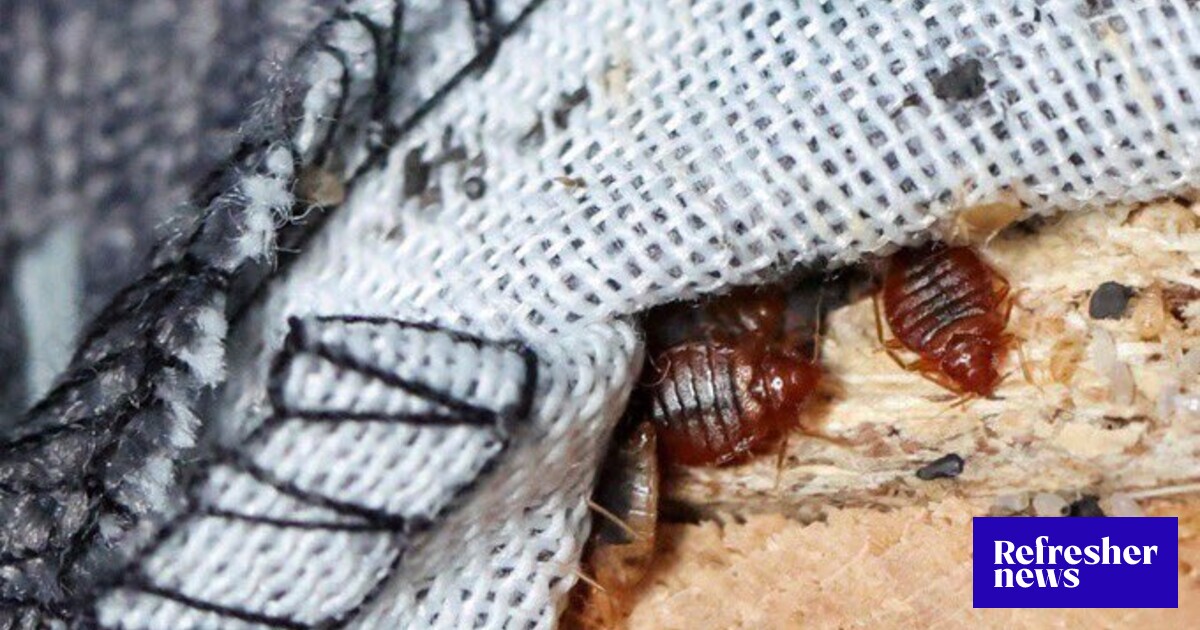 INVASION DÉGOUTANTE DE PUNAISES DE LIT : Des insectes insidieux ravagent la France…
