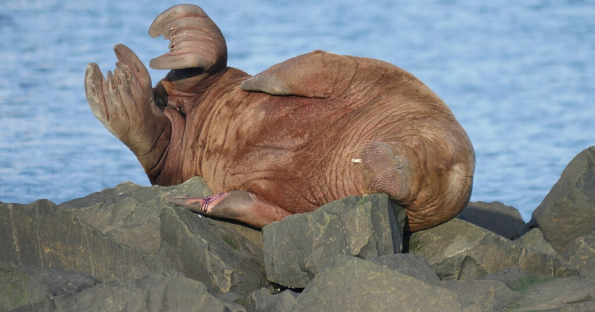 Lidé přispěli přes 500 tisíc na vznik sochy slavné mrožice. Úřady loni nechaly zvíře utratit