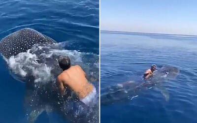 Odvážlivec skočil na ohrozeného žraloka veľrybieho a chcel sa povoziť. Chytil sa zadnej plutvy a čakal.