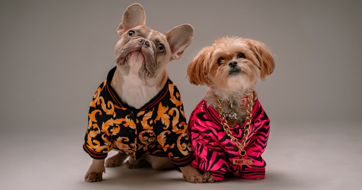 Kvíz: Poznáš psí plemena podle fotek? Otestuj své znalosti