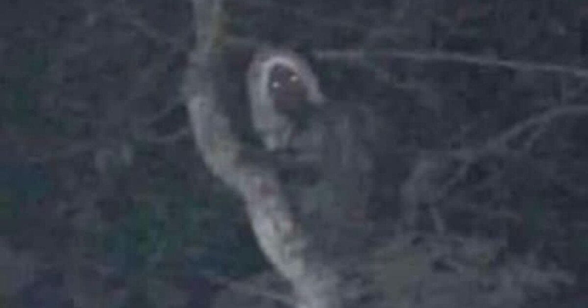 Mexický prezident tvrdí, že vyfotil elfa. Je to mýval se sáčkem na hlavě, opravuje ho Twitter