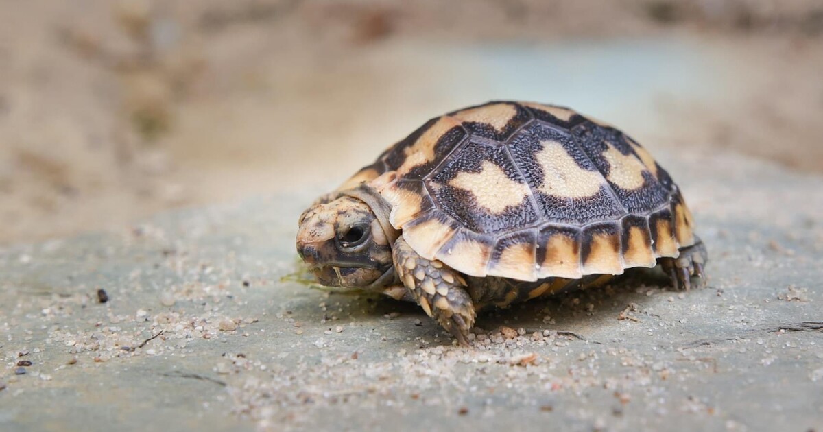 „Ze substrátu se vyhrabalo mládě.“ Ve dvorské zoo se narodila vzácná palačinková želva