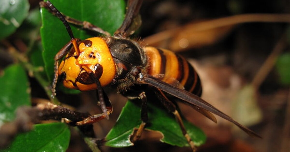 Žena z Brna volala ve dvě ráno na tísňovou linku. Do bytu jí vletěl sršeň
