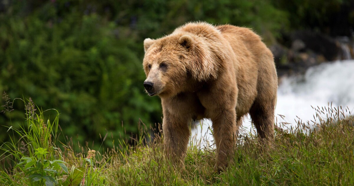 Na Slovensku zastřelili medvěda. Podle odborníků představoval riziko