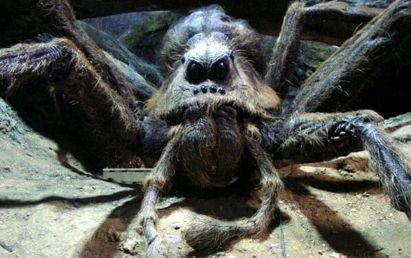 Ako sa vola Hagridov gigantický pavúk (akromantula), ktorého vychovával od školských čias?