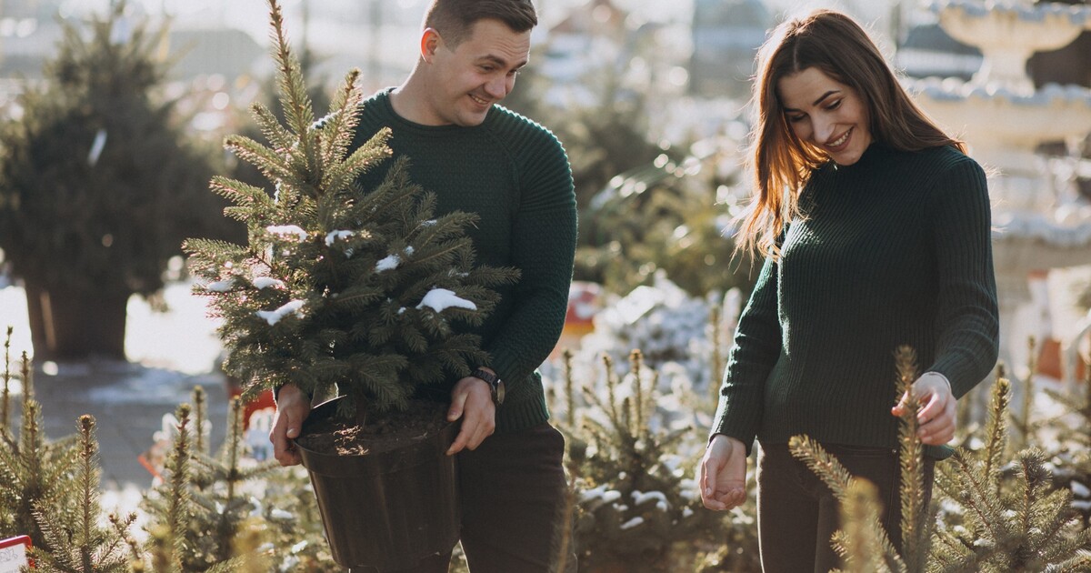 Guide pro udržitelné Vánoce: kde seženeš ekologický stromek?