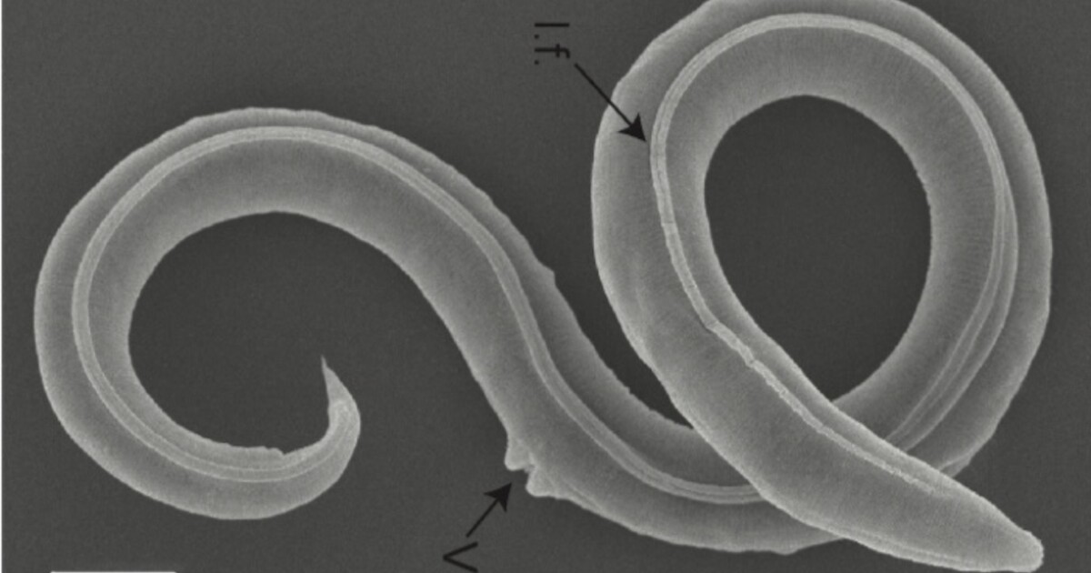 Sibiřský zázrak: Vědecký tým oživil 46 tisíc let zmrzlého červa