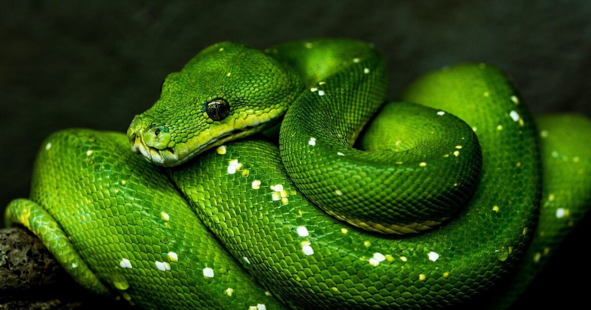 Mladá dívka zemřela poté, co musela kvůli menstruaci žít mimo domov v chatrči. Uštkl ji jedovatý had