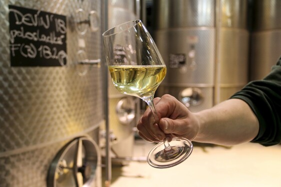 V ktorej z možností je uvedená biela odroda vína?