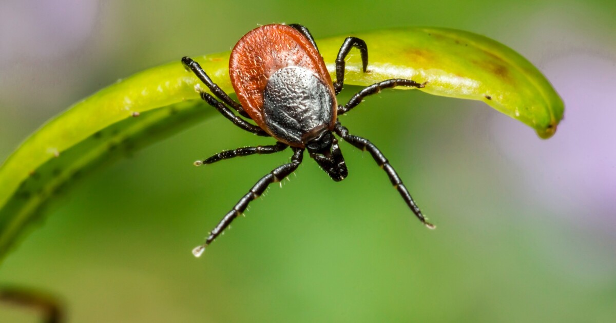 Mapa klíšťat: V celém Česku panuje mimořádné riziko napadení klíštětem