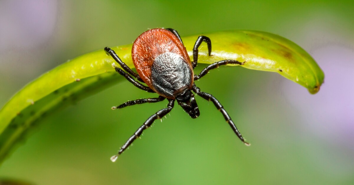 Mapa klíšťat v nové aplikaci: Podívej se, kde ti budou nejvíc pít krev