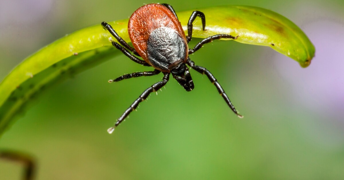 Klíšťata jsou mimořádně aktivní, pokud máš tyto příznaky, měl*a bys zpozornět
