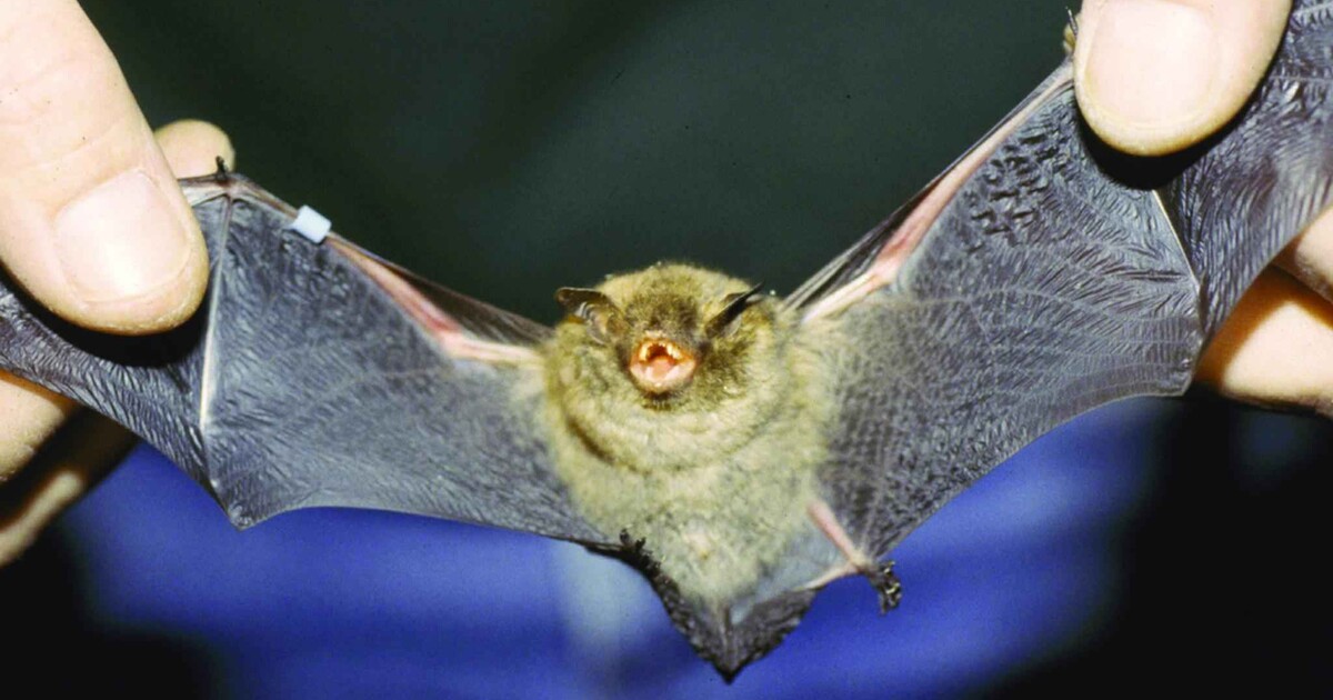 Muž z Austrálie zemřel po kousnutí netopýrem. Země hlásí ojedinělý případ nebezpečné nákazy