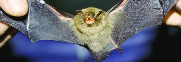 Klimatická krize by mohla podnítit budoucí pandemie, varovali vědci. Problémem budou migrující zvířata