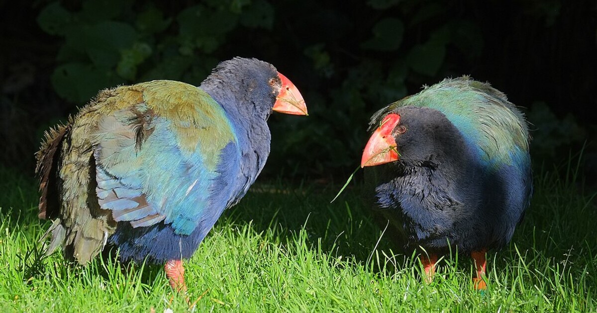 Desítky let se věřilo, že vyhynul. Teď se prehistorický pták vrací do novozélandské přírody