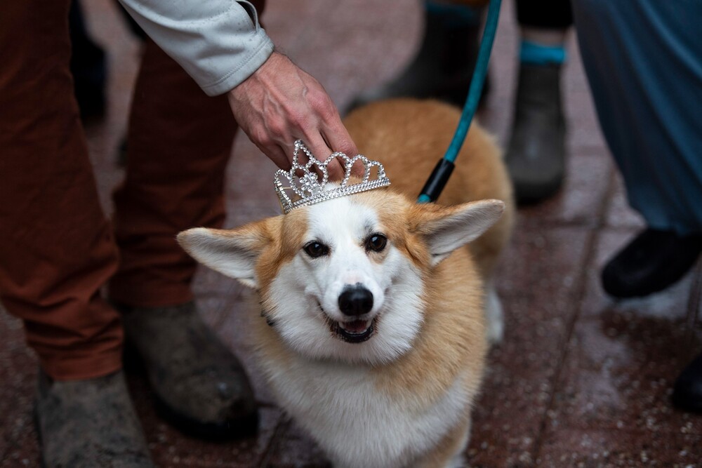 Na snímke corgi Lois si necháva upraviť diadém počas prehliadky psov plemena corgi pri príležitosti osláv platinového jubilea kráľovnej Alžbety II. v Ottawe. (22. mája)