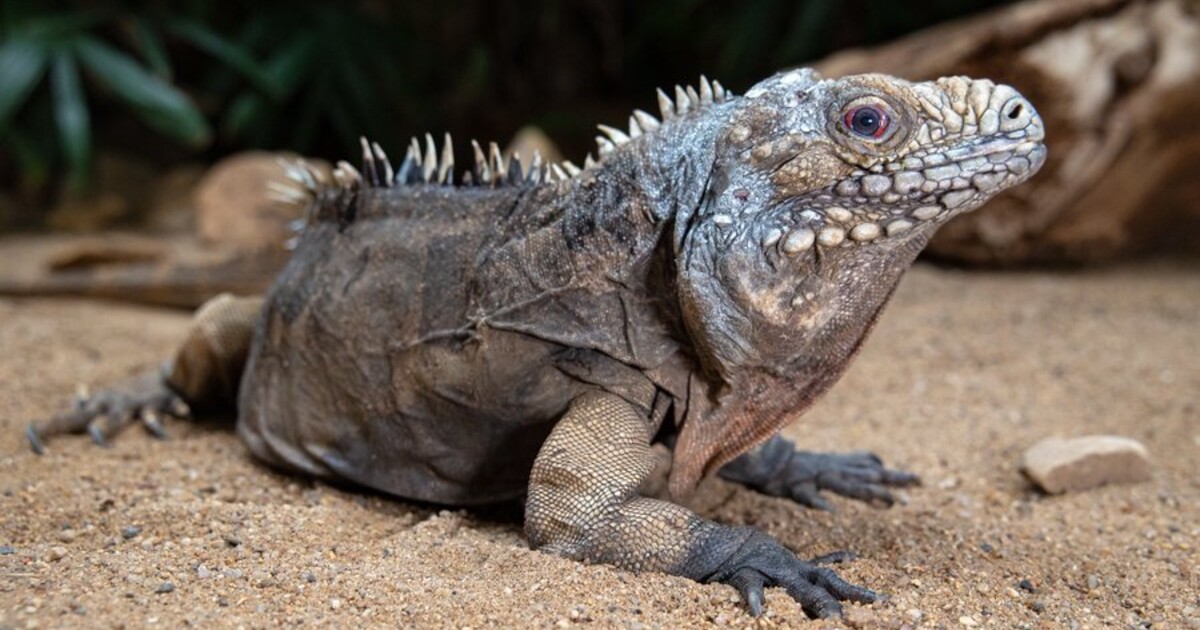 V pražské zoo uhynul leguán Pepíno, byl zřejmě nejstarším leguánem v zoo na světě