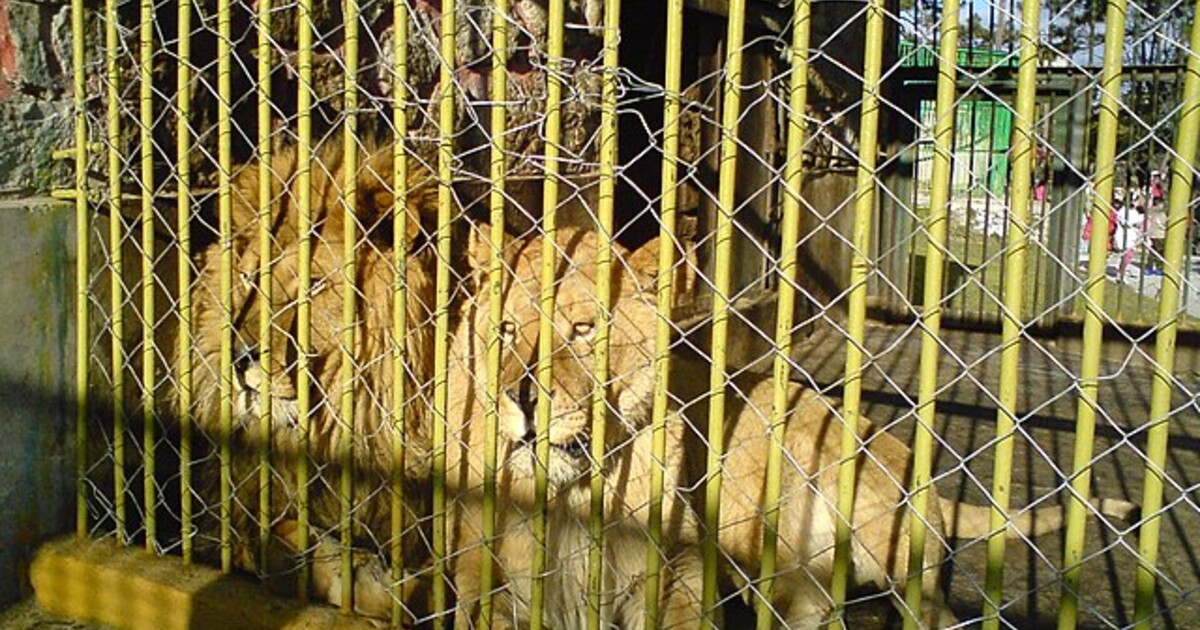 Česko bude mít první záchrannou stanici pro lvy z ilegálních chovů. Kde bude?