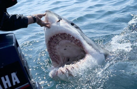 Šance, že tě zabije žralok, je: 