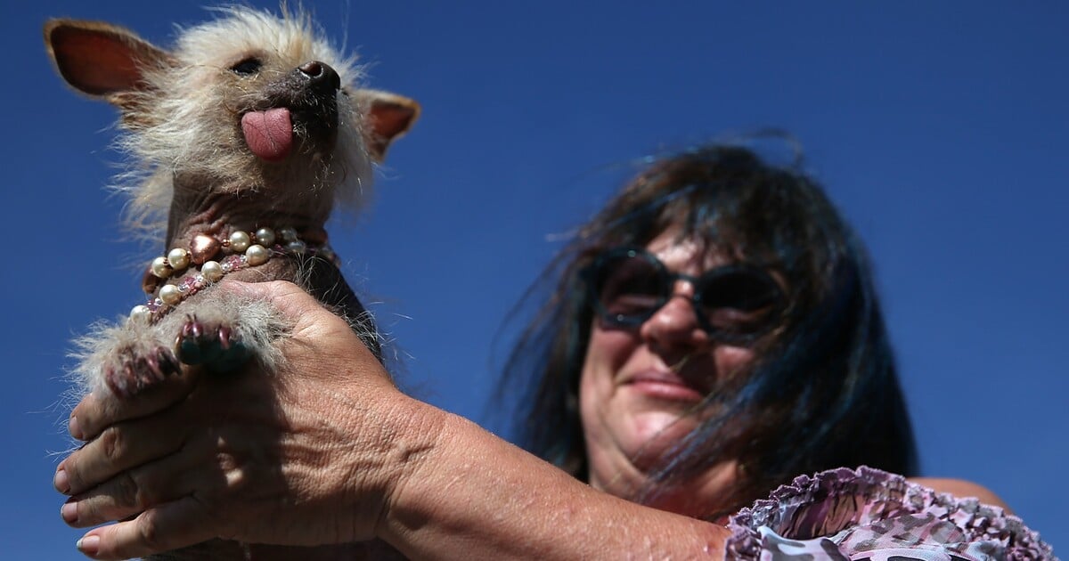 VIDEO: Toto je nejošklivější pes na světě. Za titul získal přes třicet tisíc korun a trofej