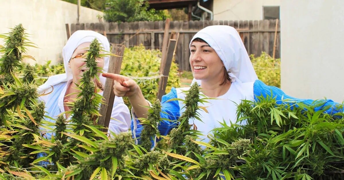 Weed nuns