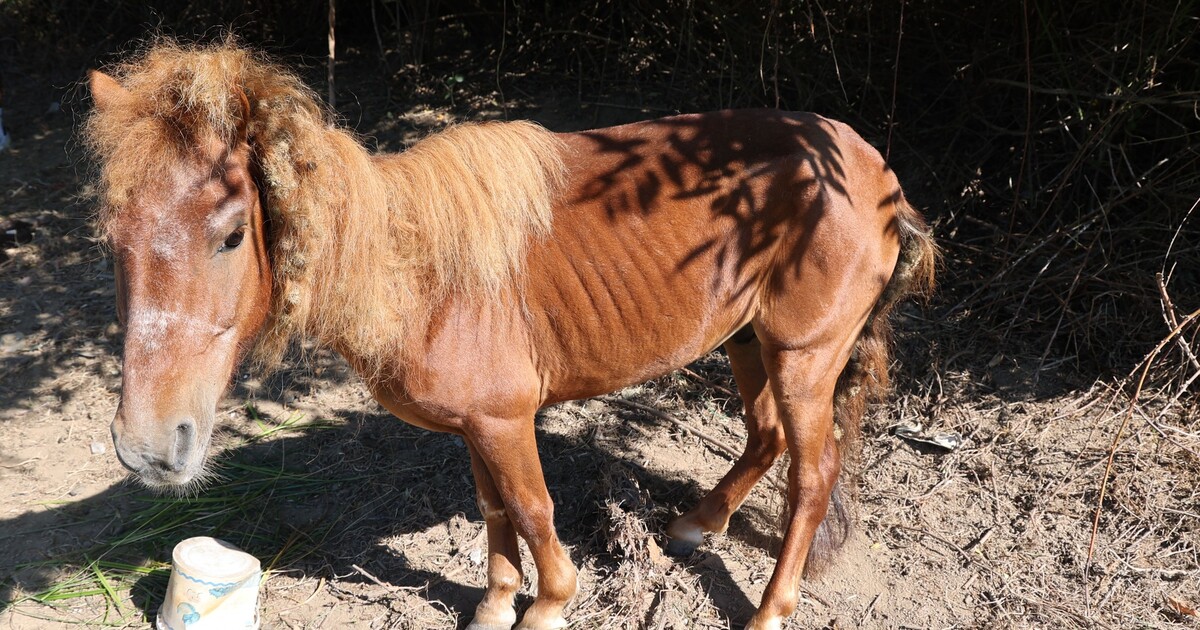 Koně přivázal ke stromu a nechal ho hladovět. Majitel teď může skončit za mřížemi