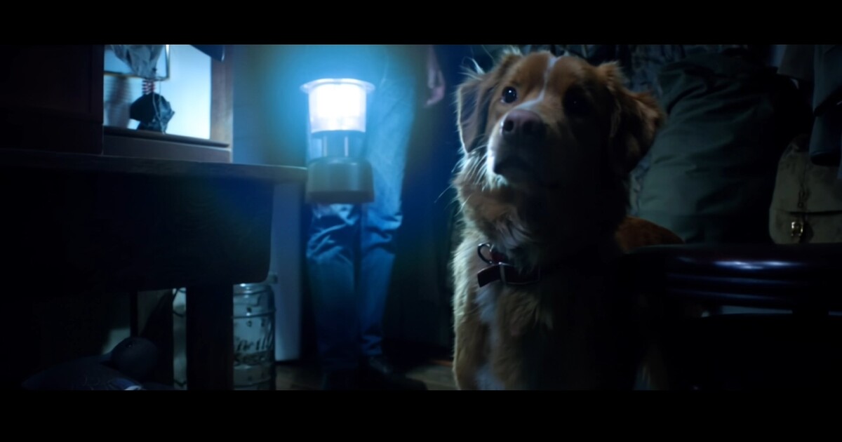 Horor očima psa získává téměř 100% hodnocení: Na svého domácího mazlíčka se už nikdy nebudeš dívat stejně