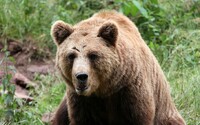 AKTUÁLNE: Na Slovensku opäť zaútočil medveď na človeka. K incidentu došlo v okrese Prievidza, zviera muža naháňalo