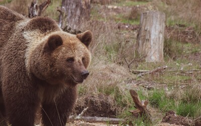 AKTUÁLNĚ: Proběhl odstřel medvěda, který útočil na Slovensku