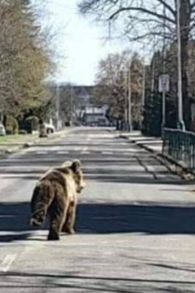 AKTUÁLNĚ: Proběhl odstřel medvěda, který útočil na Slovensku